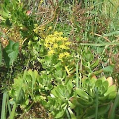 Sedum kimnachii.<br>Photographer: John Smith-Dodsworth, Licence: <a target='_blank' href='https://creativecommons.org/licenses/by-nc/4.0'>CC BY-NC</a>.