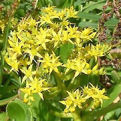 Sedum kimnachii.<br>Photographer: John Smith-Dodsworth, Licence: <a target='_blank' href='https://creativecommons.org/licenses/by-nc/4.0'>CC BY-NC</a>.