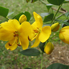 Senna septemtrionalis.<br>Photographer: John Barkla, Licence: <a target='_blank' href='https://creativecommons.org/licenses/by/4.0'>CC BY</a>.