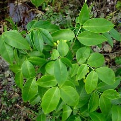 Senna septemtrionalis showing foliage, Mt Albert School Farm, Mt Albert, Auckland (wild plant), January 2006.<br>Photographer: Peter J de Lange, Licence: <a target='_blank' href='https://creativecommons.org/licenses/by-nc/4.0'>CC BY-NC</a>.