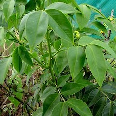 Senna septemtrionalis showing foliage, Mt Albert School Farm, Mt Albert, Auckland (wild plant), January 2006.<br>Photographer: Peter J de Lange, Licence: <a target='_blank' href='https://creativecommons.org/licenses/by-nc/4.0'>CC BY-NC</a>.