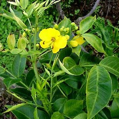 Senna septemtrionalis in flower, Mt Albert School Farm, Mt Albert, Auckland (wild plant), January.<br>Photographer: Peter J de Lange, Licence: <a target='_blank' href='https://creativecommons.org/licenses/by-nc/4.0'>CC BY-NC</a>.