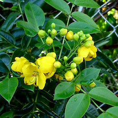Senna septemtrionalis.<br>Photographer: Peter J de Lange, Licence: <a target='_blank' href='https://creativecommons.org/licenses/by-nc/4.0'>CC BY-NC</a>. <a class='member-message' href='/nzpcn/why-join-nzpcn/' target='_blank'>Members can view a larger version of this image.</a>