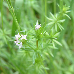 Sherardia arvensis