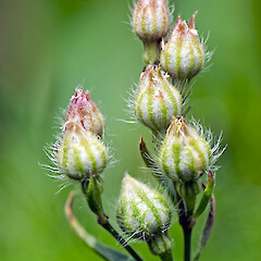 Immature capsules. Hutt Valley.<br>Photographer: Jeremy R. Rolfe, Date taken: 03/01/2007, Licence: <a target='_blank' href='https://creativecommons.org/licenses/by/4.0'>CC BY</a>. <a class='member-message' href='/nzpcn/why-join-nzpcn/' target='_blank'>Members can view a larger version of this image.</a>