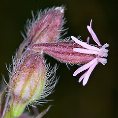 Flower showing deeply divided petals and short oblong coronal scales. Hutt Valley.<br>Photographer: Jeremy R. Rolfe, Date taken: 03/01/2007, Licence: <a target='_blank' href='https://creativecommons.org/licenses/by/4.0'>CC BY</a>. <a class='member-message' href='/nzpcn/why-join-nzpcn/' target='_blank'>Members can view a larger version of this image.</a>