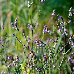 Hutt Valley.<br>Photographer: Jeremy R. Rolfe, Date taken: 03/01/2007, Licence: <a target='_blank' href='https://creativecommons.org/licenses/by/4.0'>CC BY</a>. <a class='member-message' href='/nzpcn/why-join-nzpcn/' target='_blank'>Members can view a larger version of this image.</a>