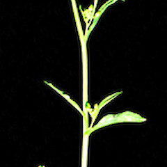 Cauline leaves and inflorescence. In cult. ex Chatham Island.<br>Photographer: Peter J de Lange, Licence: <a target='_blank' href='https://creativecommons.org/licenses/by-nc/4.0'>CC BY-NC</a>.