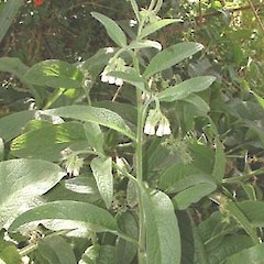 Symphytum x uplandicum.<br>Photographer: John Smith-Dodsworth, Licence: <a target='_blank' href='https://creativecommons.org/licenses/by-nc/4.0'>CC BY-NC</a>.