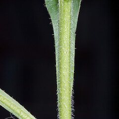 Narrow wings down petiole from attenuate leaf base. Hutt Valley.<br>Photographer: Jeremy R. Rolfe, Date taken: 01/01/2007, Licence: <a target='_blank' href='https://creativecommons.org/licenses/by/4.0'>CC BY</a>. <a class='member-message' href='/nzpcn/why-join-nzpcn/' target='_blank'>Members can view a larger version of this image.</a>