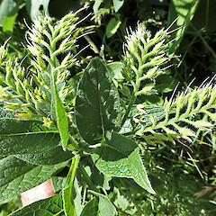 Immature fruit. Whanganui. Jan 2013.<br>Photographer: Colin C. Ogle, Licence: <a target='_blank' href='https://creativecommons.org/licenses/by-nc/4.0'>CC BY-NC</a>. <a class='member-message' href='/nzpcn/why-join-nzpcn/' target='_blank'>Members can view a larger version of this image.</a>