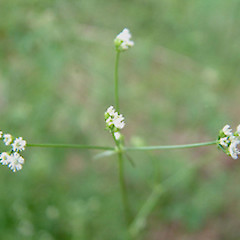Sison amomum.<br>Photographer: John Smith-Dodsworth, Licence: <a target='_blank' href='https://creativecommons.org/licenses/by-nc/4.0'>CC BY-NC</a>.