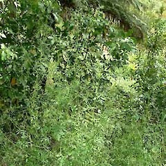 Sison amomum.<br>Photographer: John Smith-Dodsworth, Licence: <a target='_blank' href='https://creativecommons.org/licenses/by-nc/4.0'>CC BY-NC</a>.