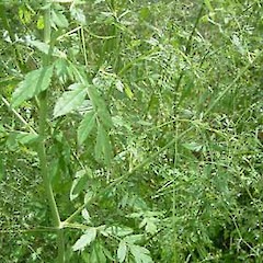Sison amomum.<br>Photographer: John Smith-Dodsworth, Licence: <a target='_blank' href='https://creativecommons.org/licenses/by-nc/4.0'>CC BY-NC</a>.
