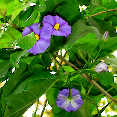 Solanum rantonnei.<br>Photographer: Peter J de Lange, Licence: <a target='_blank' href='https://creativecommons.org/licenses/by-nc/4.0'>CC BY-NC</a>. <a class='member-message' href='/nzpcn/why-join-nzpcn/' target='_blank'>Members can view a larger version of this image.</a>