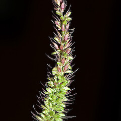 Panicle. Hutt Valley.<br>Photographer: Jeremy R. Rolfe, Date taken: 02/04/2007, Licence: <a target='_blank' href='https://creativecommons.org/licenses/by/4.0'>CC BY</a>. <a class='member-message' href='/nzpcn/why-join-nzpcn/' target='_blank'>Members can view a larger version of this image.</a>