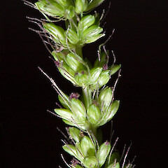 Spikelets. Hutt Valley.<br>Photographer: Jeremy R. Rolfe, Date taken: 02/04/2007, Licence: <a target='_blank' href='https://creativecommons.org/licenses/by/4.0'>CC BY</a>. <a class='member-message' href='/nzpcn/why-join-nzpcn/' target='_blank'>Members can view a larger version of this image.</a>