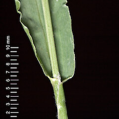 Leaf sheath showing ciliate hairs on margin. Hutt Valley.<br>Photographer: Jeremy R. Rolfe, Date taken: 02/04/2007, Licence: <a target='_blank' href='https://creativecommons.org/licenses/by/4.0'>CC BY</a>. <a class='member-message' href='/nzpcn/why-join-nzpcn/' target='_blank'>Members can view a larger version of this image.</a>