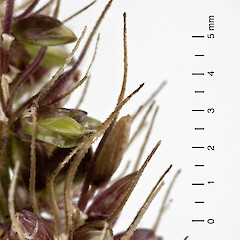 Retrorsely scabrid bristle subtending spikelet. Hutt Valley.<br>Photographer: Jeremy R. Rolfe, Date taken: 02/04/2007, Licence: <a target='_blank' href='https://creativecommons.org/licenses/by/4.0'>CC BY</a>. <a class='member-message' href='/nzpcn/why-join-nzpcn/' target='_blank'>Members can view a larger version of this image.</a>