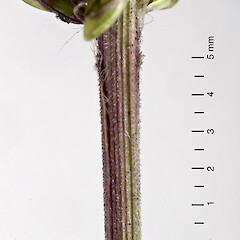Scabrid ridges on upper culm. Hutt Valley.<br>Photographer: Jeremy R. Rolfe, Date taken: 02/04/2007, Licence: <a target='_blank' href='https://creativecommons.org/licenses/by/4.0'>CC BY</a>. <a class='member-message' href='/nzpcn/why-join-nzpcn/' target='_blank'>Members can view a larger version of this image.</a>