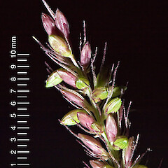 Spikelets at tip of panicle. Hutt Valley.<br>Photographer: Jeremy R. Rolfe, Date taken: 02/04/2007, Licence: <a target='_blank' href='https://creativecommons.org/licenses/by/4.0'>CC BY</a>. <a class='member-message' href='/nzpcn/why-join-nzpcn/' target='_blank'>Members can view a larger version of this image.</a>