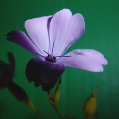 Eudianthe coeli-rosa
