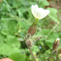 Silene latifolia Poir. subsp. alba.<br>Photographer: John Smith-Dodsworth, Licence: <a target='_blank' href='https://creativecommons.org/licenses/by-nc/4.0'>CC BY-NC</a>. <a class='member-message' href='/nzpcn/why-join-nzpcn/' target='_blank'>Members can view a larger version of this image.</a>