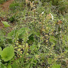 Silene latifolia Poir. subsp. alba.<br>Photographer: John Smith-Dodsworth, Licence: <a target='_blank' href='https://creativecommons.org/licenses/by-nc/4.0'>CC BY-NC</a>. <a class='member-message' href='/nzpcn/why-join-nzpcn/' target='_blank'>Members can view a larger version of this image.</a>