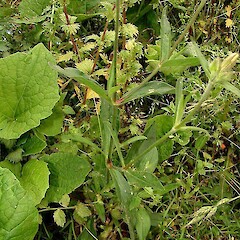 Silene latifolia Poir. subsp. alba.<br>Photographer: John Smith-Dodsworth, Licence: <a target='_blank' href='https://creativecommons.org/licenses/by-nc/4.0'>CC BY-NC</a>. <a class='member-message' href='/nzpcn/why-join-nzpcn/' target='_blank'>Members can view a larger version of this image.</a>