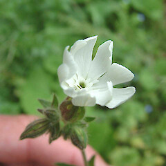 Silene latifolia Poir. subsp. alba.<br>Photographer: John Smith-Dodsworth, Licence: <a target='_blank' href='https://creativecommons.org/licenses/by-nc/4.0'>CC BY-NC</a>. <a class='member-message' href='/nzpcn/why-join-nzpcn/' target='_blank'>Members can view a larger version of this image.</a>