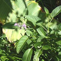 Solanum muricatum.<br>Photographer: John Smith-Dodsworth, Licence: <a target='_blank' href='https://creativecommons.org/licenses/by-nc/4.0'>CC BY-NC</a>.