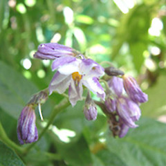 Solanum muricatum.<br>Photographer: John Smith-Dodsworth, Licence: <a target='_blank' href='https://creativecommons.org/licenses/by-nc/4.0'>CC BY-NC</a>.