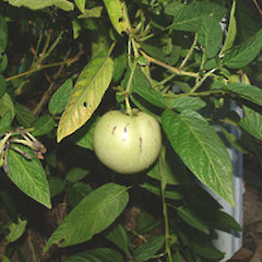 Solanum muricatum.<br>Photographer: John Smith-Dodsworth, Licence: <a target='_blank' href='https://creativecommons.org/licenses/by-nc/4.0'>CC BY-NC</a>.