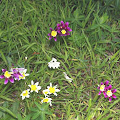 Sparaxis bulbifera.<br>Photographer: John Smith-Dodsworth, Licence: <a target='_blank' href='https://creativecommons.org/licenses/by-nc/4.0'>CC BY-NC</a>.