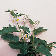 Solanum carolinense.<br>Photographer: Auckland Regional Council, Licence: Public domain.