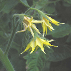 Solanum lycopersicum.<br>Photographer: John Smith-Dodsworth, Licence: <a target='_blank' href='https://creativecommons.org/licenses/by-nc/4.0'>CC BY-NC</a>.