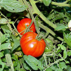 Solanum lycopersicum.<br>Photographer: John Smith-Dodsworth, Licence: <a target='_blank' href='https://creativecommons.org/licenses/by-nc/4.0'>CC BY-NC</a>.