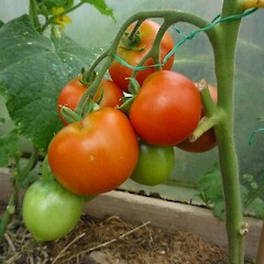 fruit (in cultivation).<br>Photographer: Jesse Bythell, Date taken: 15/02/2014, Licence: <a target='_blank' href='https://creativecommons.org/licenses/by-nc/4.0'>CC BY-NC</a>. <a class='member-message' href='/nzpcn/why-join-nzpcn/' target='_blank'>Members can view a larger version of this image.</a>