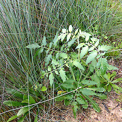 Lake Ototoa, Kaipara Harbour; lake edge, self-established among Machaerina juncea.<br>Photographer: Colin C. Ogle, Date taken: 13/05/2016, Licence: <a target='_blank' href='https://creativecommons.org/licenses/by-nc/4.0'>CC BY-NC</a>. <a class='member-message' href='/nzpcn/why-join-nzpcn/' target='_blank'>Members can view a larger version of this image.</a>