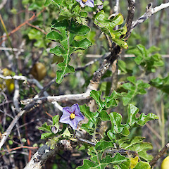 Karekare.<br>Photographer: Jeremy R. Rolfe, Date taken: 25/10/2007, Licence: <a target='_blank' href='https://creativecommons.org/licenses/by/4.0'>CC BY</a>. <a class='member-message' href='/nzpcn/why-join-nzpcn/' target='_blank'>Members can view a larger version of this image.</a>