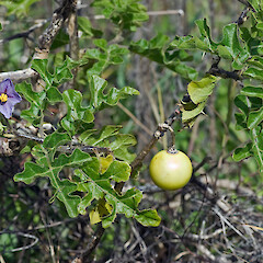Karekare.<br>Photographer: Jeremy R. Rolfe, Date taken: 25/10/2007, Licence: <a target='_blank' href='https://creativecommons.org/licenses/by/4.0'>CC BY</a>. <a class='member-message' href='/nzpcn/why-join-nzpcn/' target='_blank'>Members can view a larger version of this image.</a>