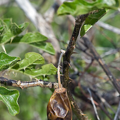 Karekare.<br>Photographer: Jeremy R. Rolfe, Date taken: 25/10/2007, Licence: <a target='_blank' href='https://creativecommons.org/licenses/by/4.0'>CC BY</a>. <a class='member-message' href='/nzpcn/why-join-nzpcn/' target='_blank'>Members can view a larger version of this image.</a>