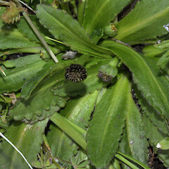 Solenogyne dominii