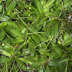Bowenvale Reserve, Banks Peninsula.<br>Photographer: Patrick Enright, Date taken: 28/10/2016, Licence: All rights reserved. <a class='member-message' href='/nzpcn/why-join-nzpcn/' target='_blank'>Members can view a larger version of this image.</a>