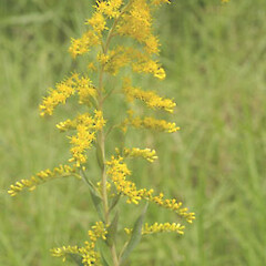 Solidago canadensis
