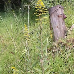 Solidago canadensis.<br>Photographer: John Smith-Dodsworth, Licence: <a target='_blank' href='https://creativecommons.org/licenses/by-nc/4.0'>CC BY-NC</a>.