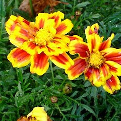 Tagetes patula