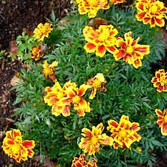 Tagetes patula plant, St Lukes Road, Auckland.<br>Photographer: Peter J de Lange, Date taken: 10/06/2006, Licence: <a target='_blank' href='https://creativecommons.org/licenses/by-nc/4.0'>CC BY-NC</a>.