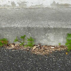 Self-established between footpath & wall; Bell Street, Wanganui.<br>Photographer: Colin C. Ogle, Date taken: 04/12/2014, Licence: <a target='_blank' href='https://creativecommons.org/licenses/by-nc/4.0'>CC BY-NC</a>. <a class='member-message' href='/nzpcn/why-join-nzpcn/' target='_blank'>Members can view a larger version of this image.</a>