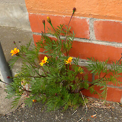 Self-established in crack between footpath and wall, Bell St, Whanganui.<br>Photographer: Colin C. Ogle, Date taken: 04/12/2014, Licence: <a target='_blank' href='https://creativecommons.org/licenses/by-nc/4.0'>CC BY-NC</a>. <a class='member-message' href='/nzpcn/why-join-nzpcn/' target='_blank'>Members can view a larger version of this image.</a>